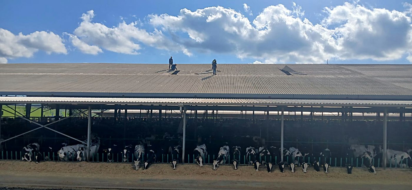 Roofers working on the long sheeted roof of a dairy shed